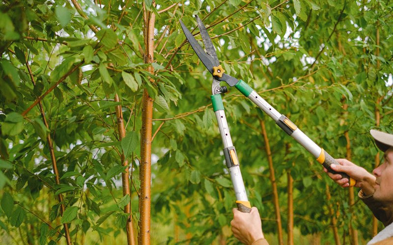 Tree trimming in Paauilo, HI